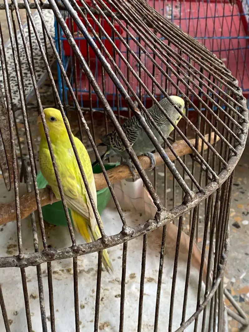 Australian parrot — photo 2