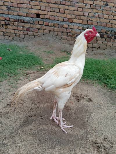 For sale