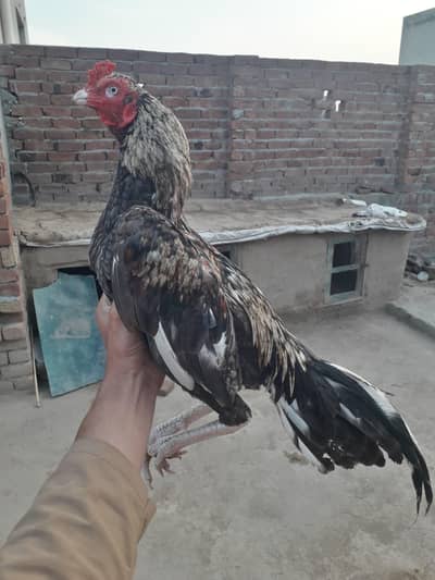 Mianwali Aseel