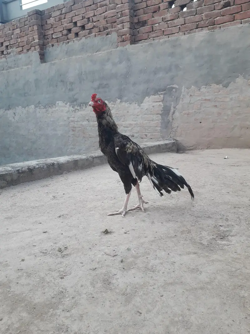 Mianwali Aseel — photo 2