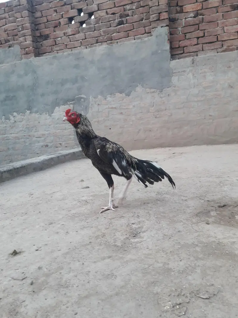 Mianwali Aseel — photo 3