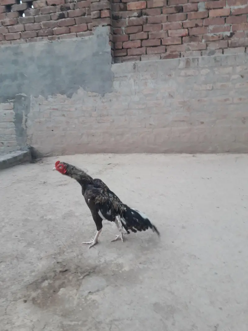 Mianwali Aseel — photo 4