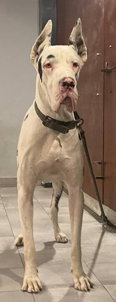 Pedigreed Great Dane pupps , vaccinated and microchipped availabile