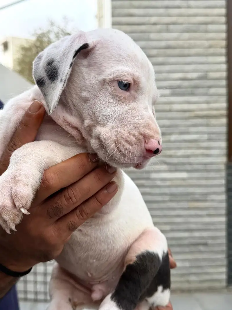 Pedigreed Great Dane pupps , vaccinated and microchipped availabile — photo 2