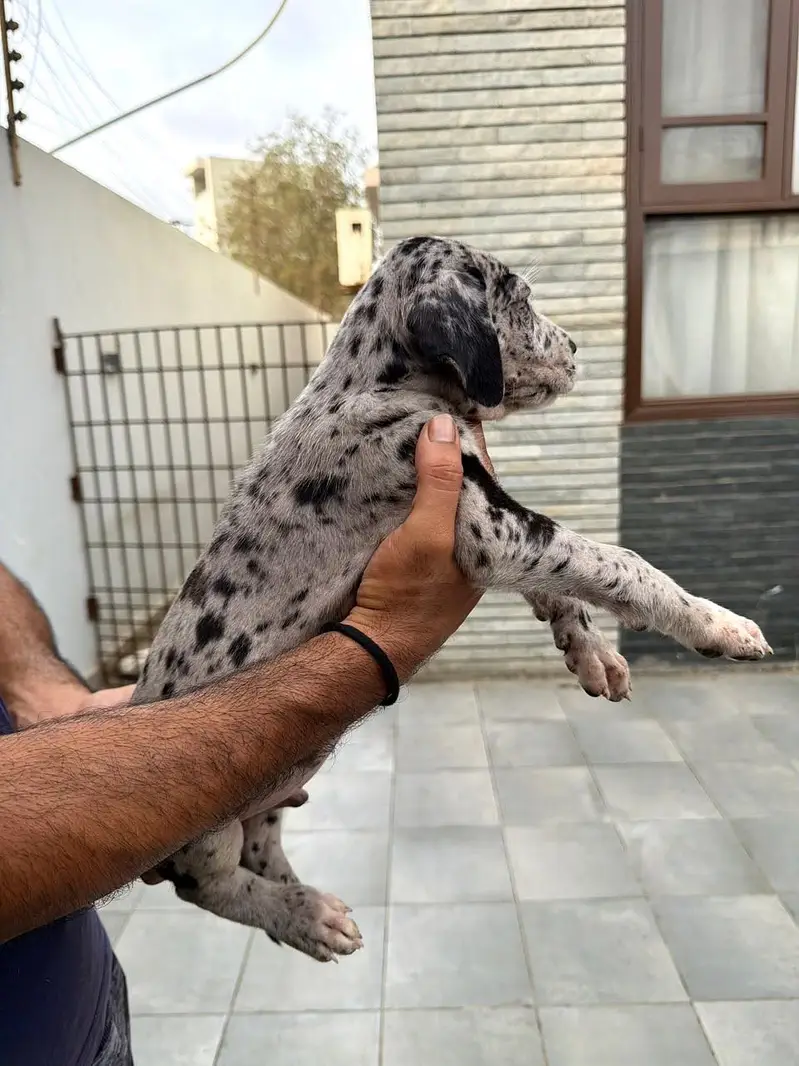 Pedigreed Great Dane pupps , vaccinated and microchipped availabile — photo 3