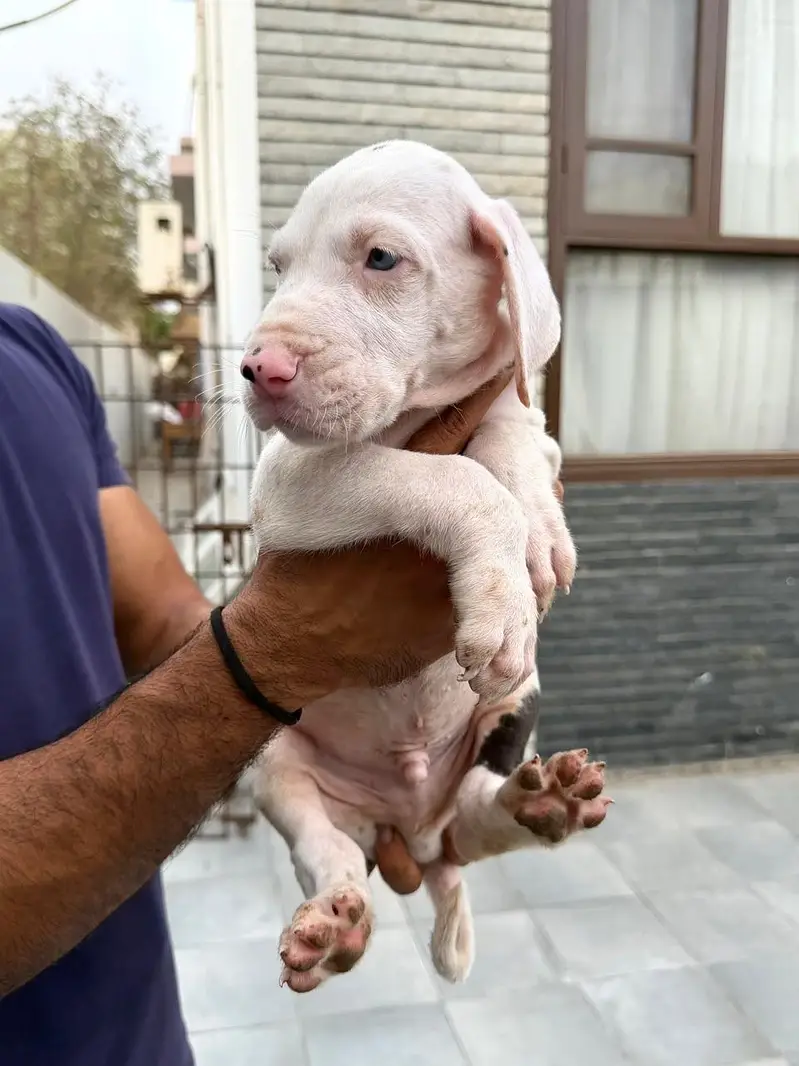 Pedigreed Great Dane pupps , vaccinated and microchipped availabile — photo 4