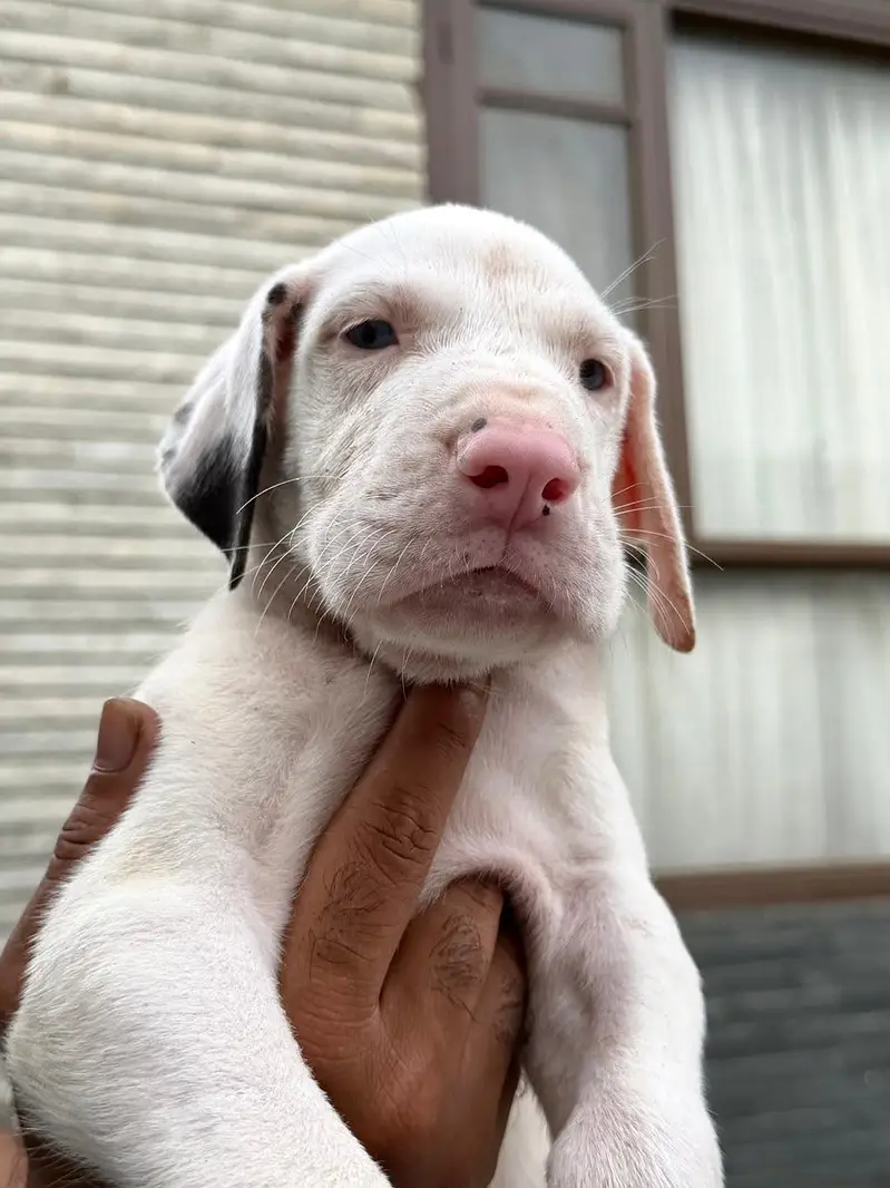 Pedigreed Great Dane pupps , vaccinated and microchipped availabile — photo 5