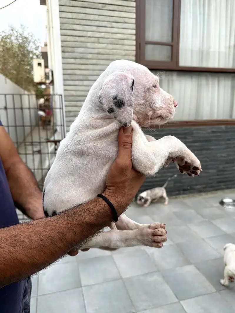 Pedigreed Great Dane pupps , vaccinated and microchipped availabile — photo 6