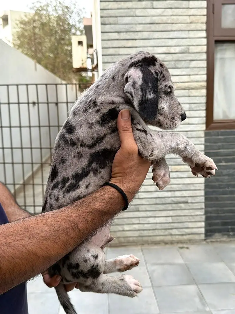 Pedigreed Great Dane pupps , vaccinated and microchipped availabile — photo 7