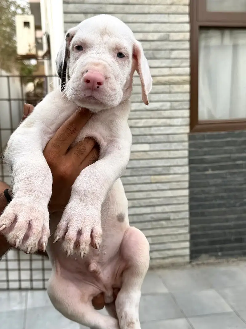 Pedigreed Great Dane pupps , vaccinated and microchipped availabile — photo 8