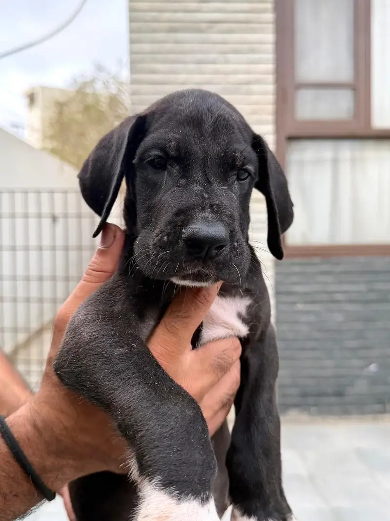 Pedigreed Great Dane pupps , vaccinated and microchipped availabile — photo 9
