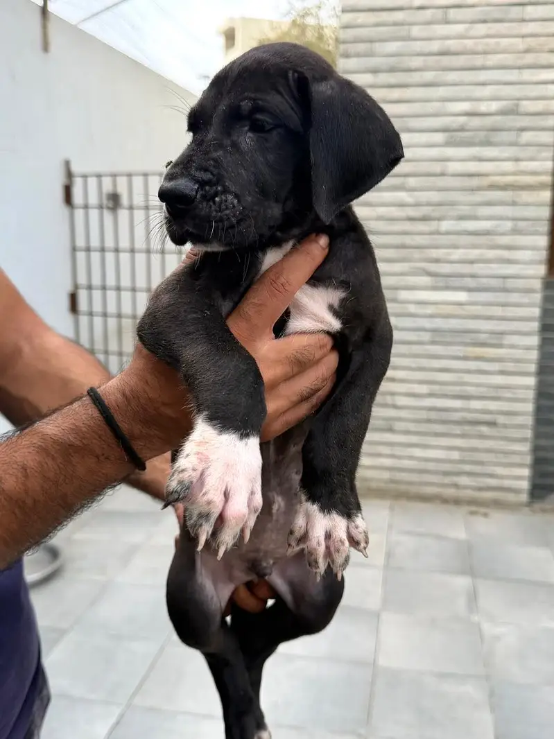 Pedigreed Great Dane pupps , vaccinated and microchipped availabile — photo 10