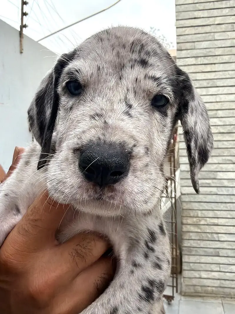 Pedigreed Great Dane pupps , vaccinated and microchipped availabile — photo 11