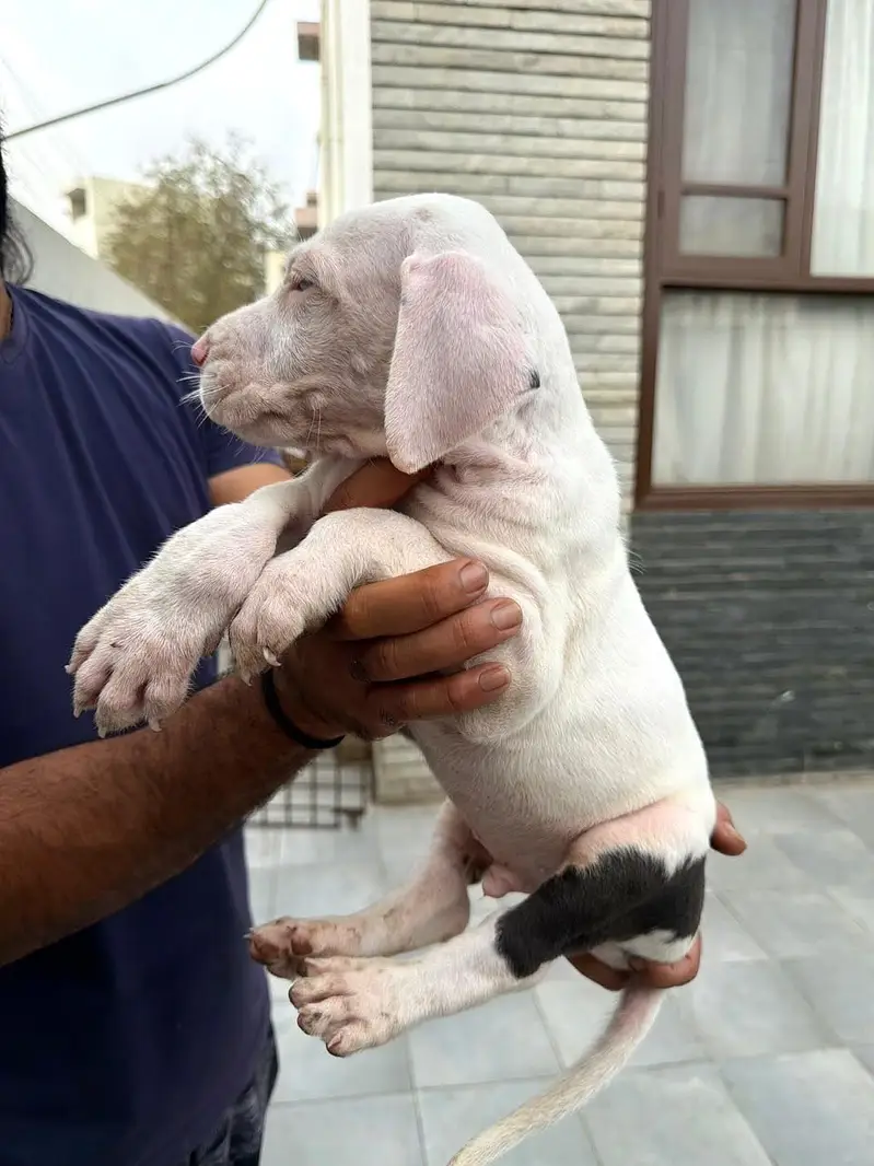 Pedigreed Great Dane pupps , vaccinated and microchipped availabile — photo 12