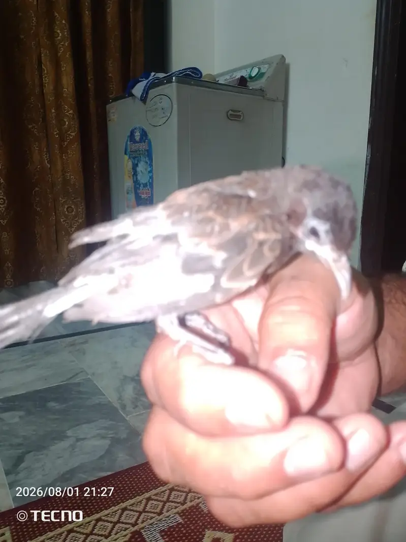 Bulbol pet