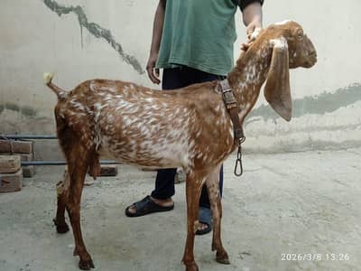 bakri dasi maki chani