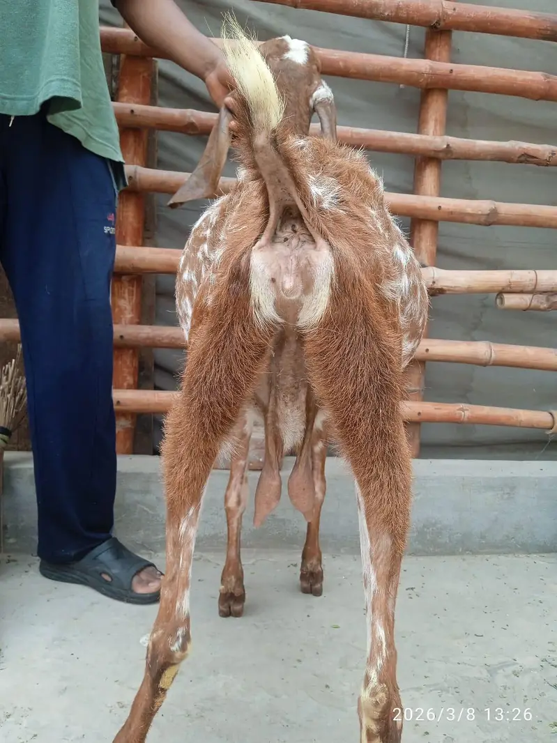 bakri dasi maki chani — photo 2