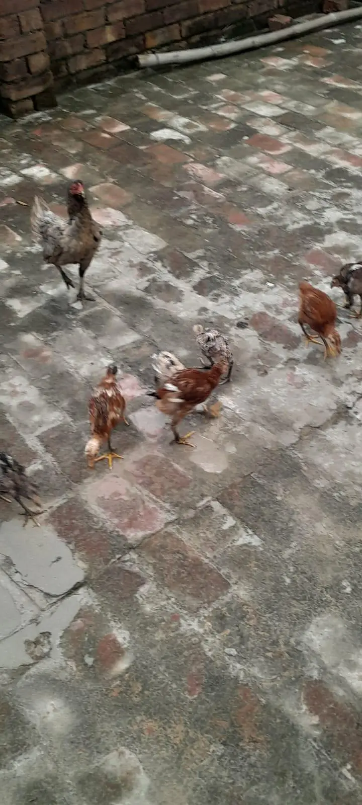 Assel birds — photo 5