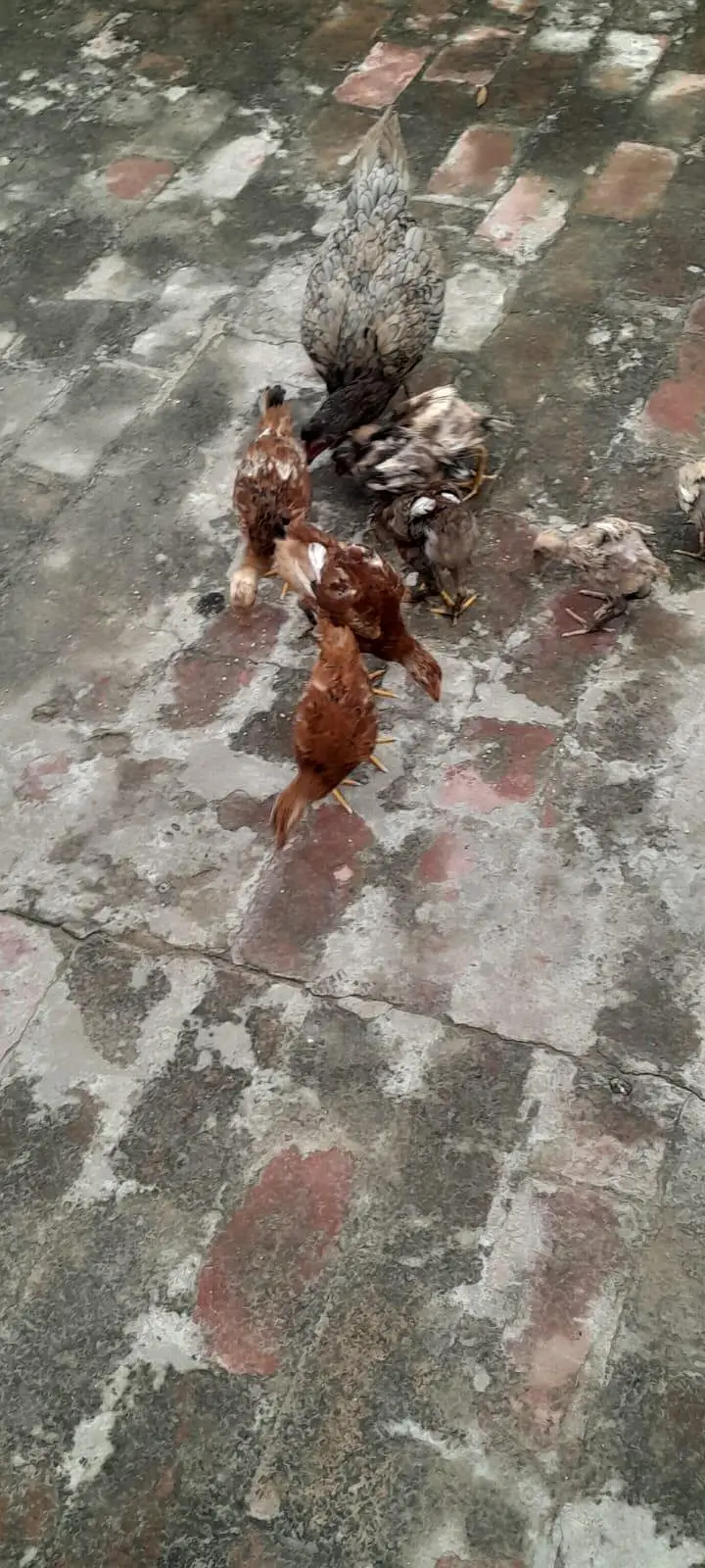 Assel birds — photo 6