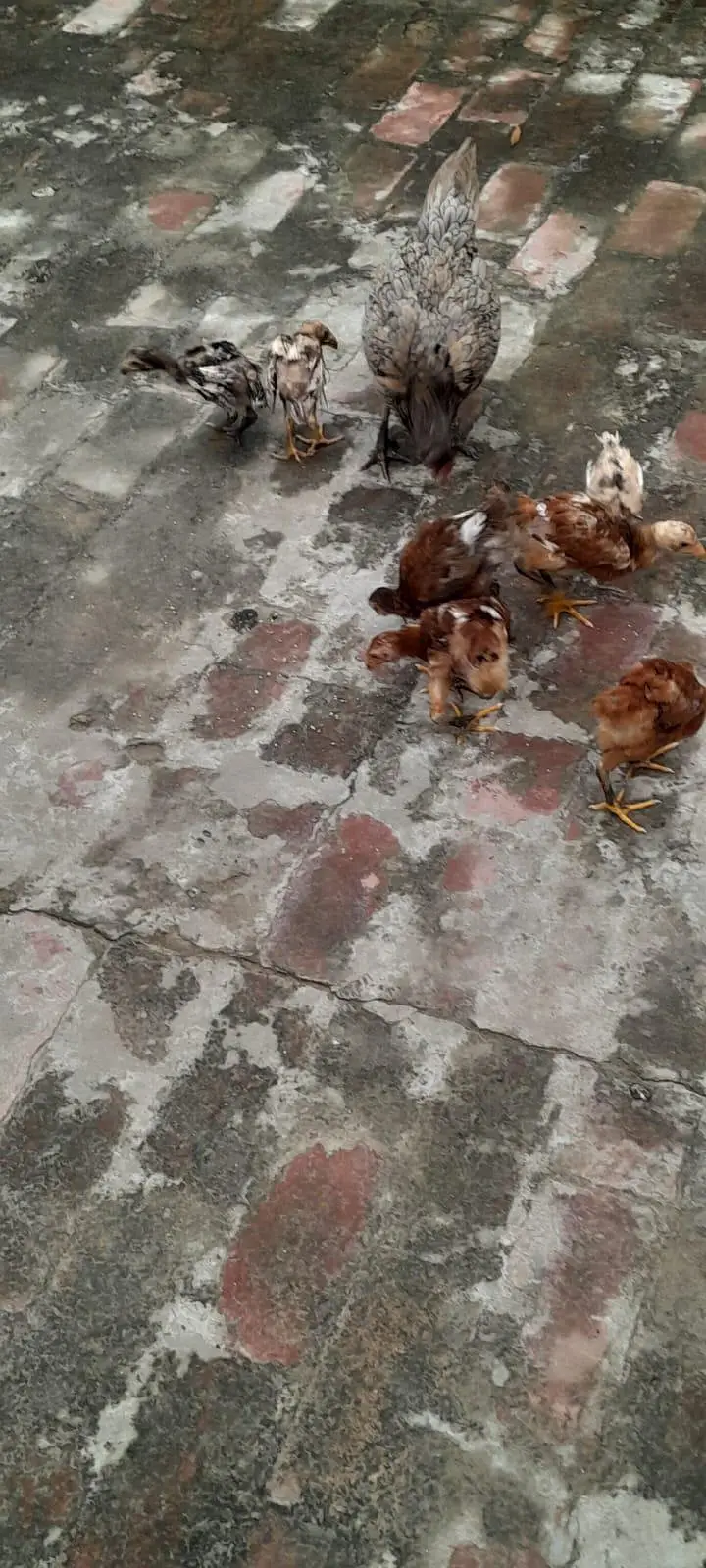 Assel birds — photo 7