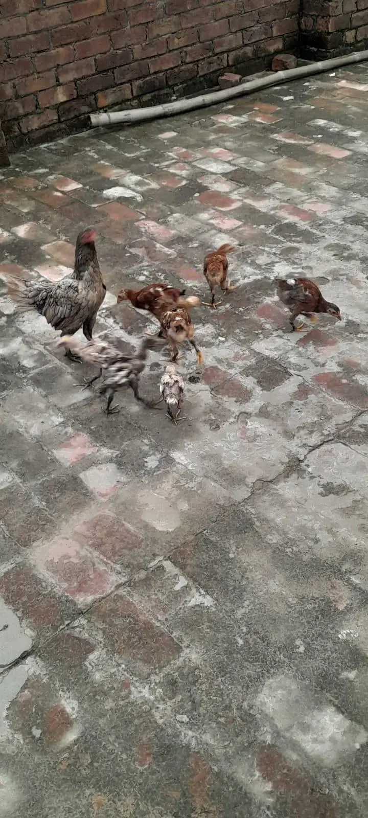 Assel birds — photo 8