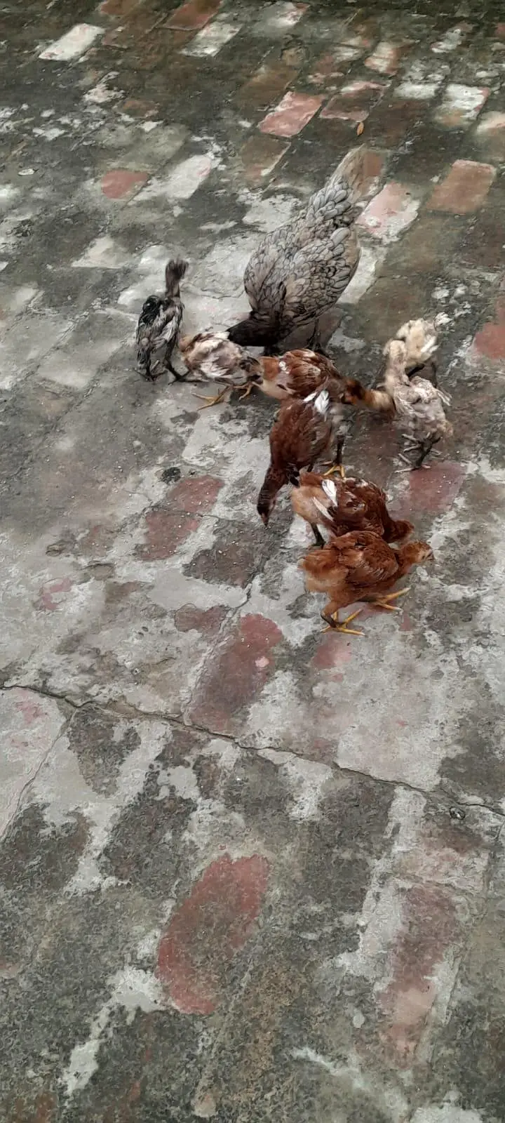 Assel birds — photo 9