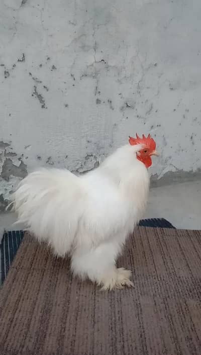 White Silk Bantam Male
