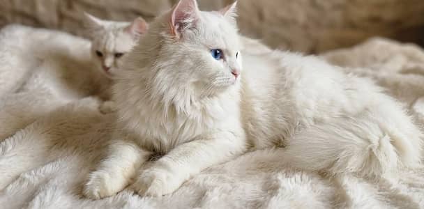 Healthy & Litter-Trained Persian Cat for Sale