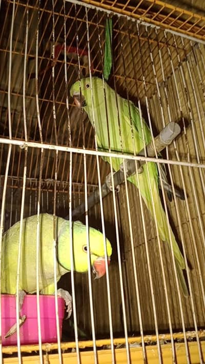 Talkative Green parrot