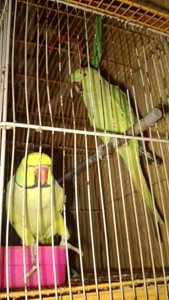 Talkative Green parrot — photo 2