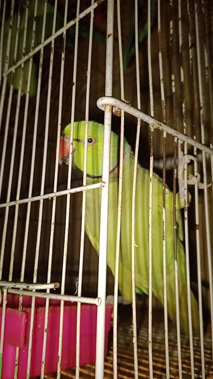Talkative Green parrot — photo 3