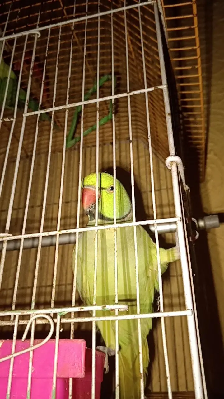 Talkative Green parrot — photo 4