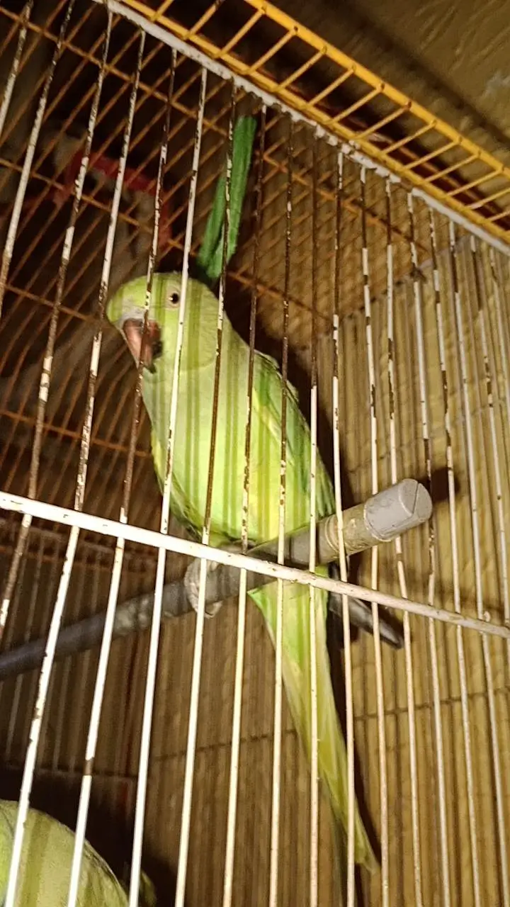 Talkative Green parrot — photo 5