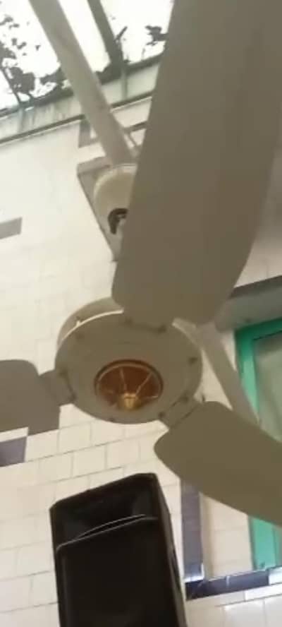 copper winding ceiling fan