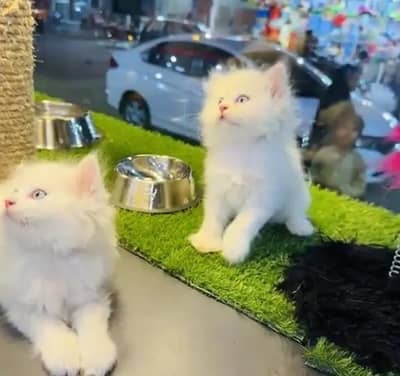 (Persian female kitten) (for sale all) (Pakistan delivery available)