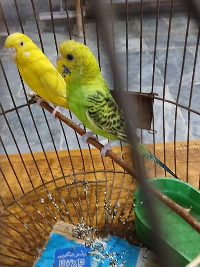 budgie breeder Pc