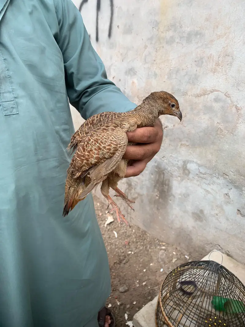 Teetar 2 male ha — photo 2