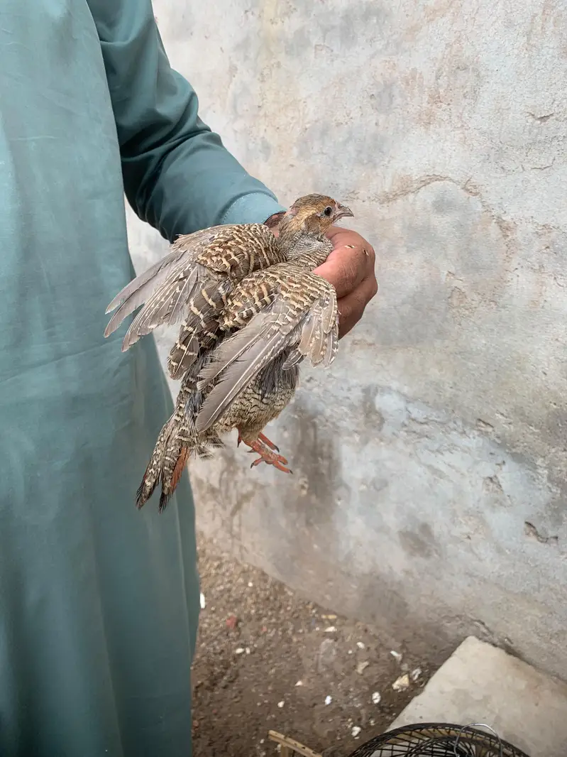 Teetar 2 male ha — photo 3
