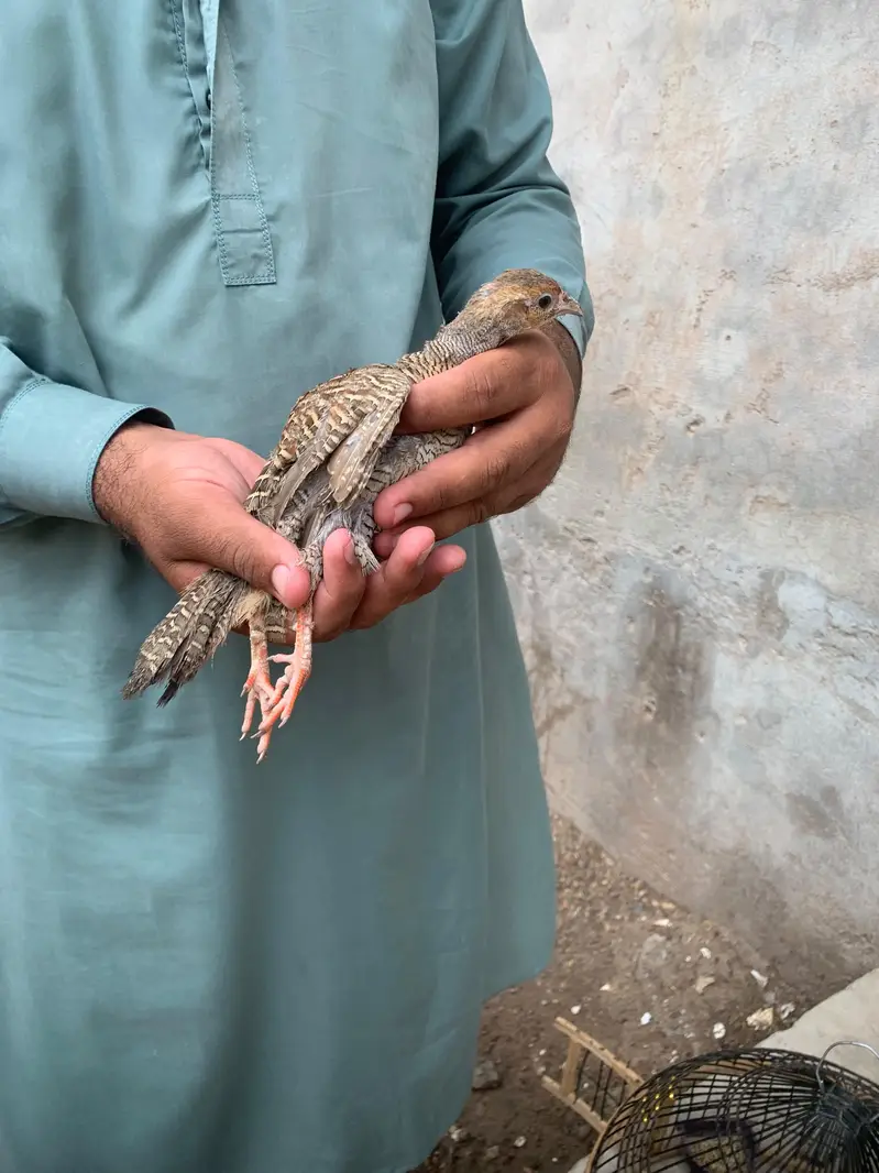 Teetar 2 male ha — photo 4