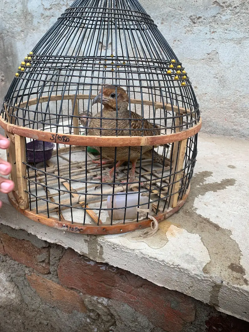 Teetar 2 male ha — photo 5
