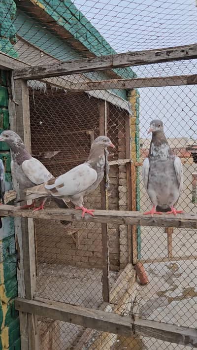 Pigeons for sale