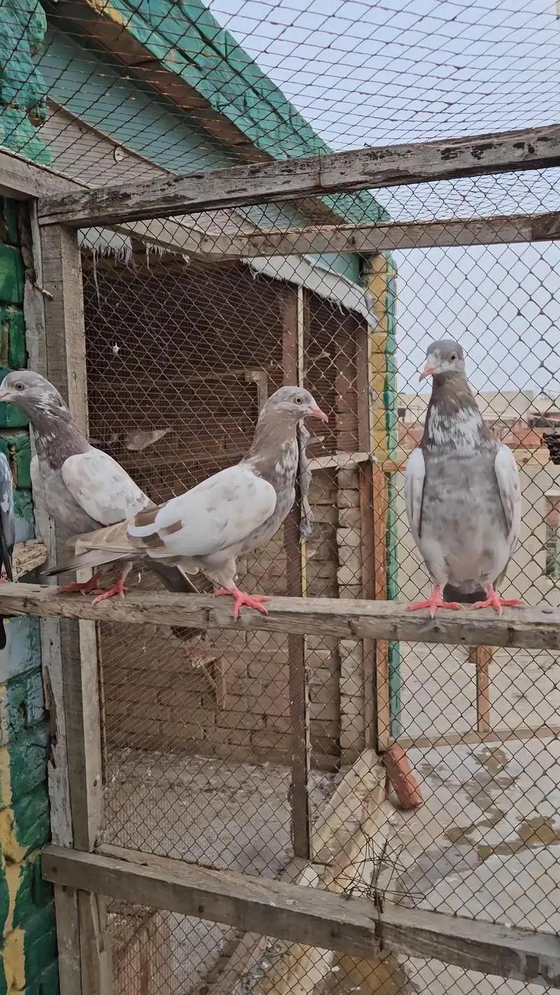 Pigeons for sale