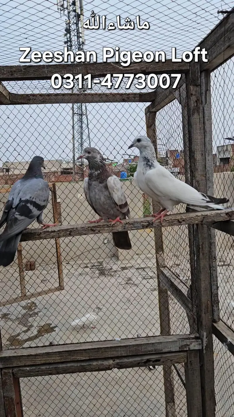 Pigeons for sale — photo 2