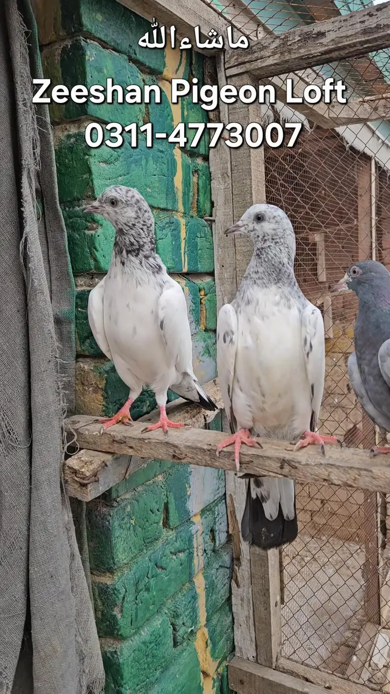 Pigeons for sale — photo 3