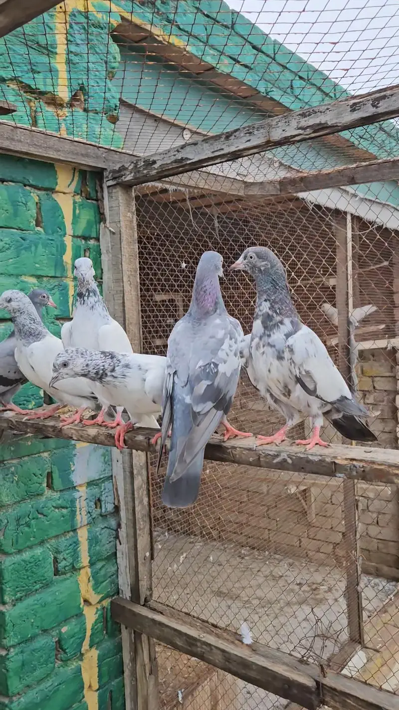 Pigeons for sale — photo 4