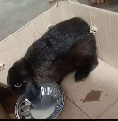 black Holland rabbit male 6 month