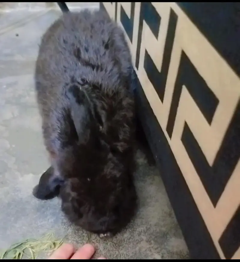 black Holland rabbit male 6 month — photo 4