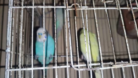 Budgus for sale