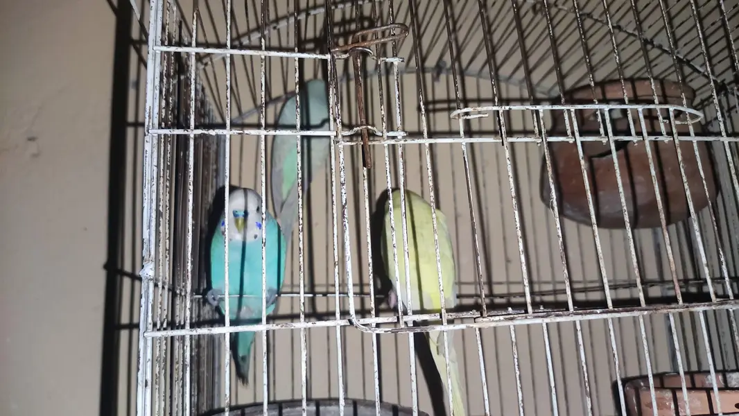 Budgus for sale — photo 2