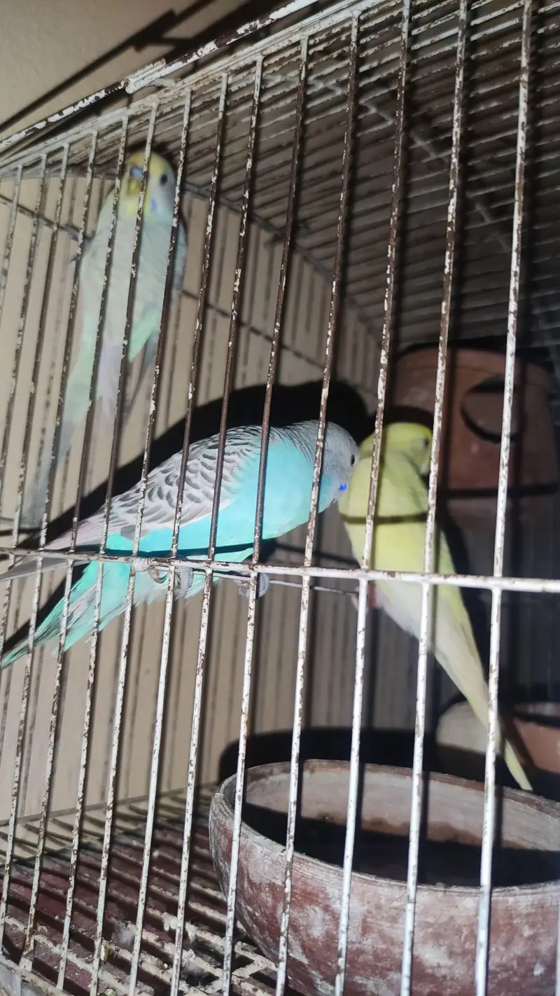 Budgus for sale — photo 3
